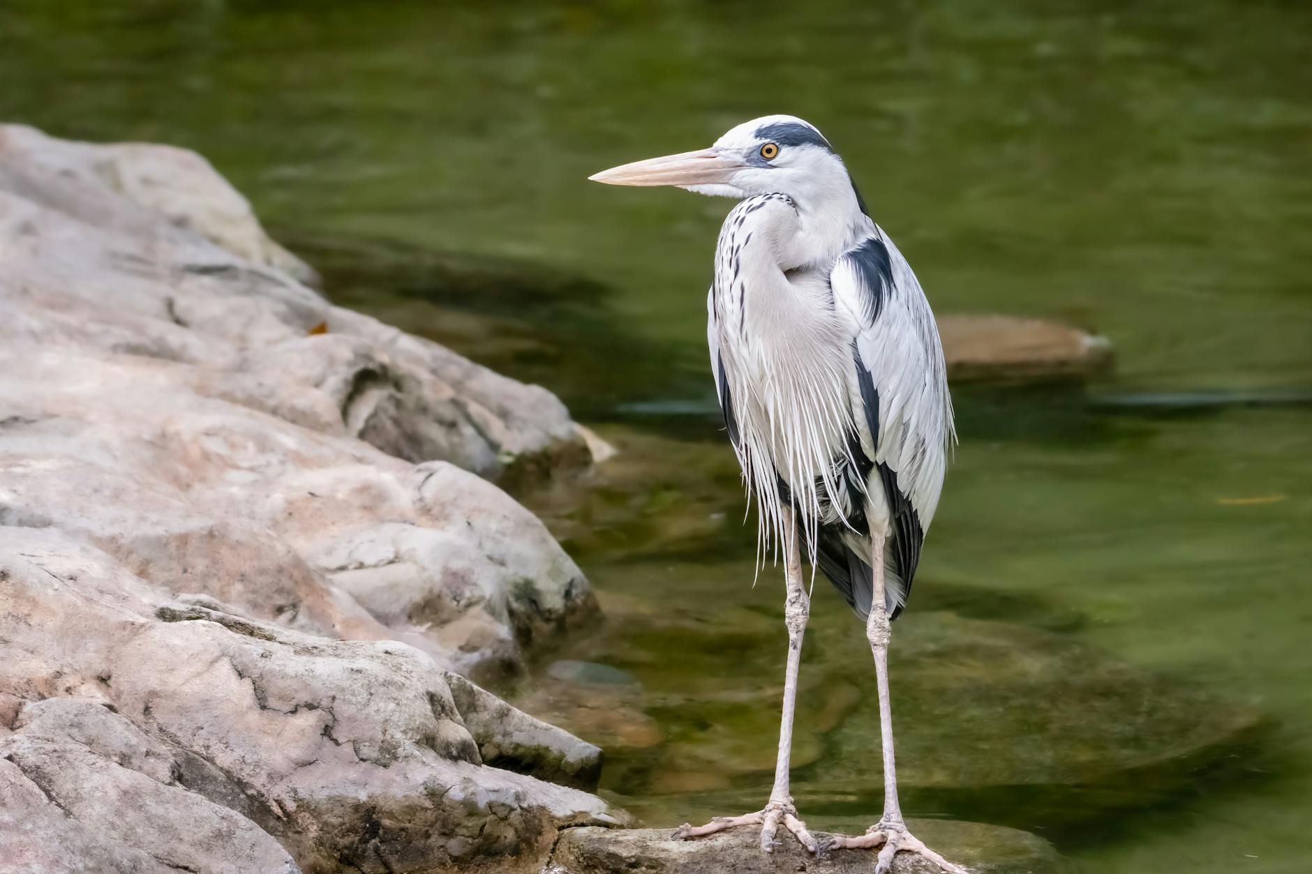 Best Standing Desk Singapore - Prime Reviews Pro